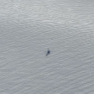 Profile photo of loco